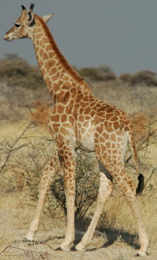 Namibie_Etosha_Girafe_04 - Girafe