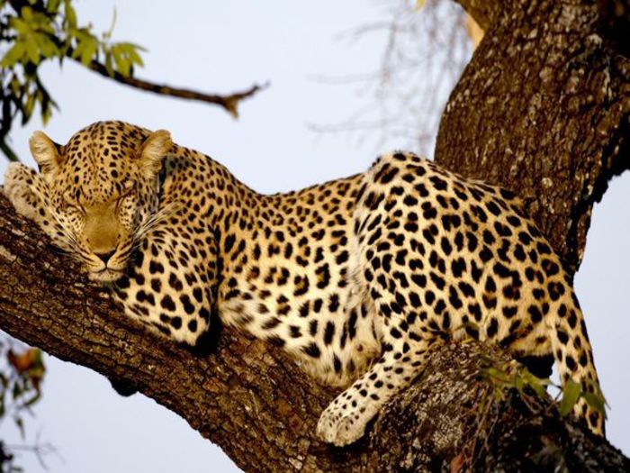 leopard_606_600x450 - Leoparzi