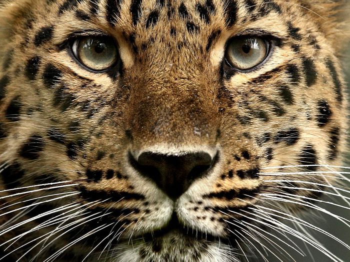 mark-hughes-amur-leopard-15 - Leoparzi