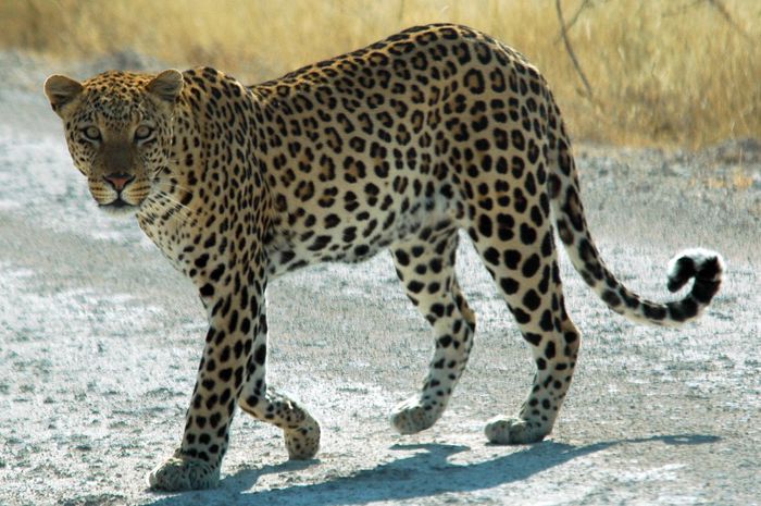 Namibie_Etosha_Leopard_01edit