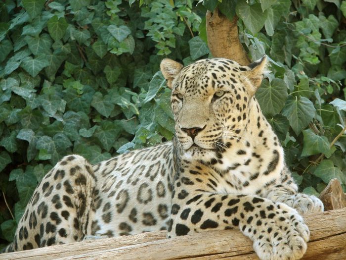 Persian_Leopard_sitting - Leoparzi