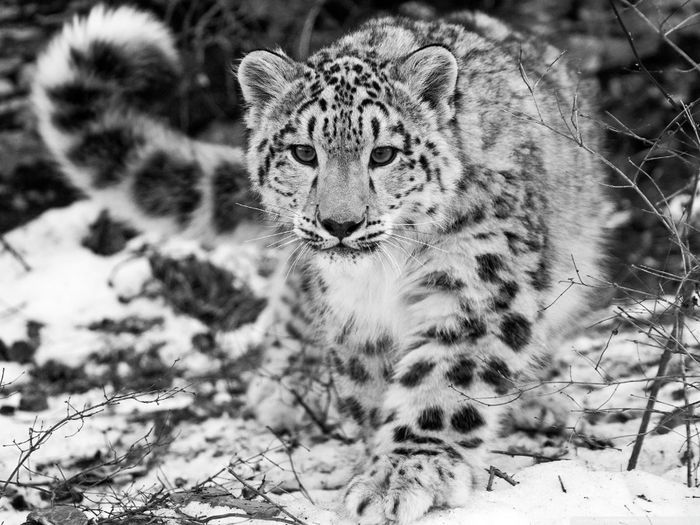1897 - Leopard de zapada