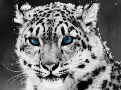 download - Leopard de zapada