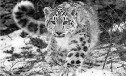 images - Leopard de zapada