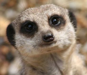 meerkat-adoption-1 - Manguste