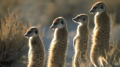 suricate_99044200 - Manguste