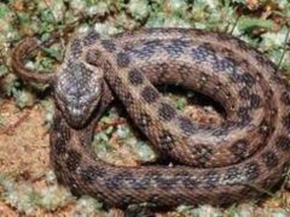 Vipera-cu-corn-din-Romania--in-pericol-de-disparitie - Vipera cu corn