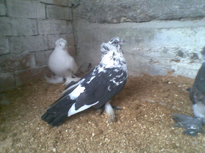 07012014(014) - Uriasi Maghiari