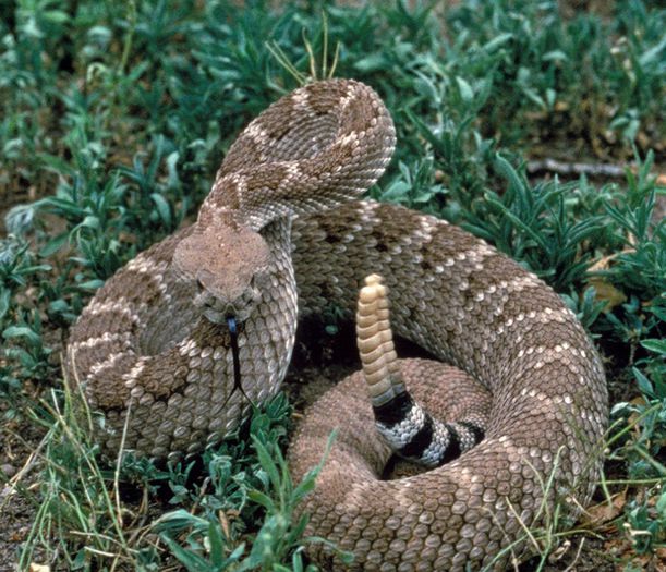 crotalus_atrox3 - Sarpele cu clopotei