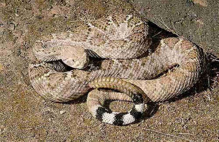 rattlesnake-photo - Sarpele cu clopotei