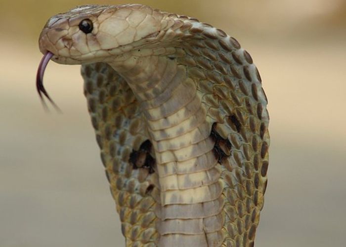 Indiancobra - Cobra