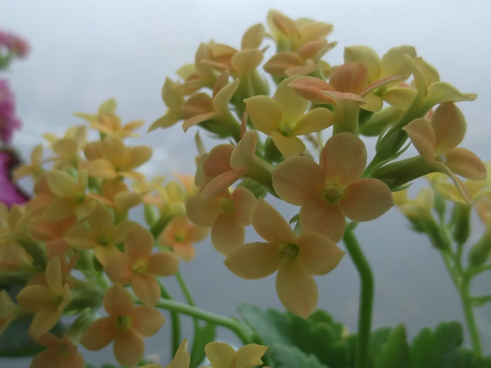 DSCF4160 - KALANCHOE - 2014