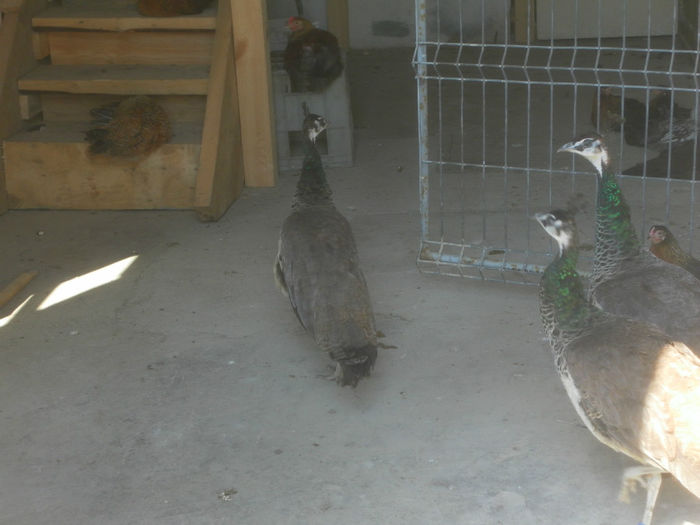 POZE 2013 - PAUNI ALBASTRI COMUNI