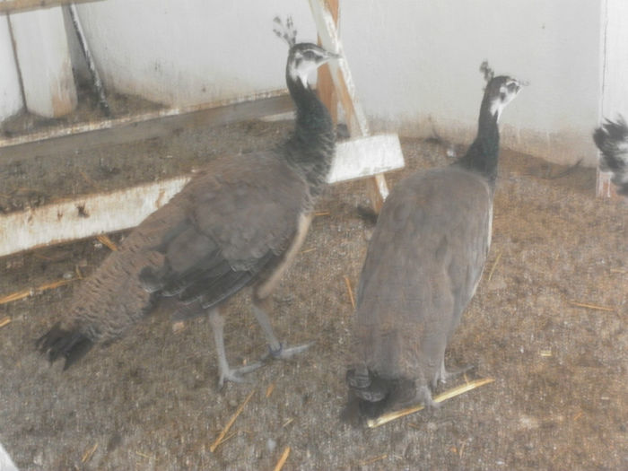 POZE 2013 - PAUNI ALBASTRI COMUNI