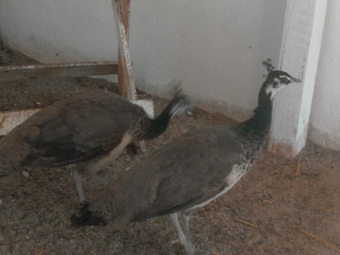 POZE 2013 - PAUNI ALBASTRI COMUNI