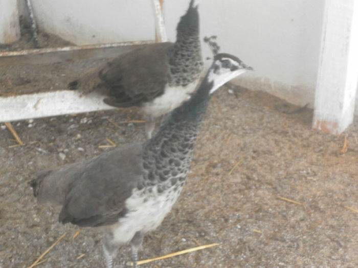 POZE 2013 - PAUNI ALBASTRI COMUNI