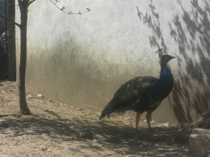 POZE 2013 - PAUNI ALBASTRI COMUNI