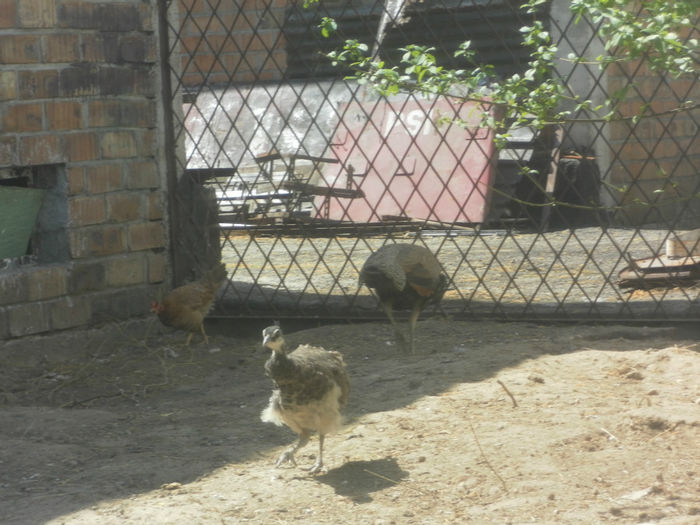 POZE 2013 - PAUNI ALBASTRI COMUNI