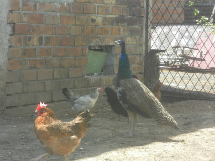 POZE 2013 - PAUNI ALBASTRI COMUNI