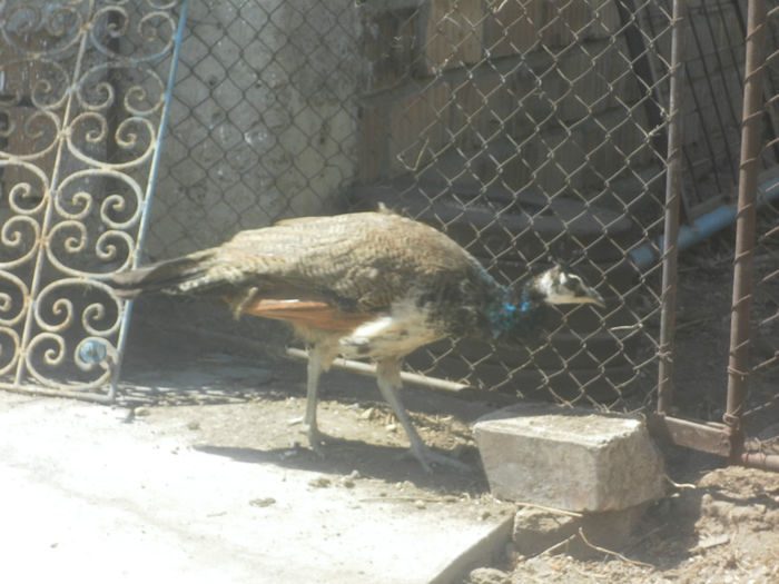 POZE 2013 - PAUNI ALBASTRI COMUNI