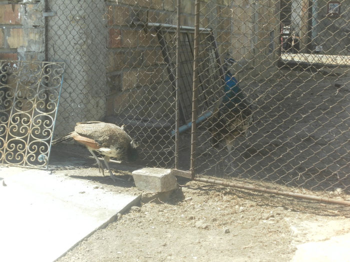 POZE 2013 - PAUNI ALBASTRI COMUNI