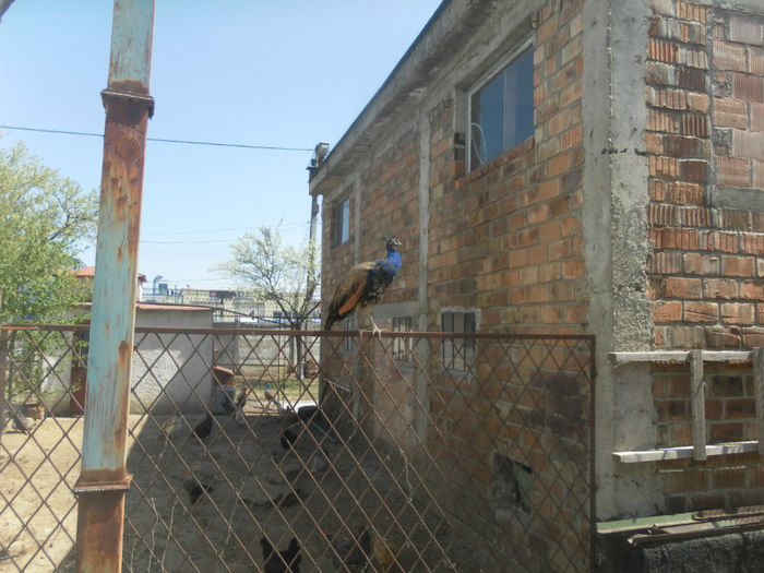 POZE 2013 - PAUNI ALBASTRI COMUNI