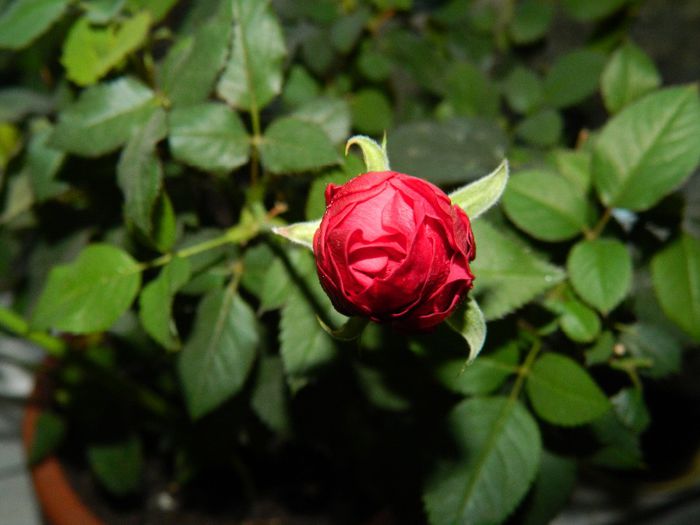 DSCN0681 trandafir pitic - 2014 IANUARIE