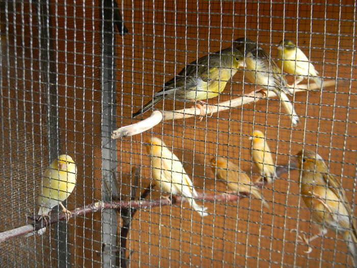 DSCN5448 - Crescatoria de papagali 2014