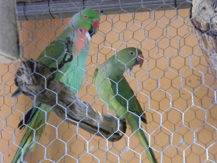 DSCN5452 - Crescatoria de papagali 2014