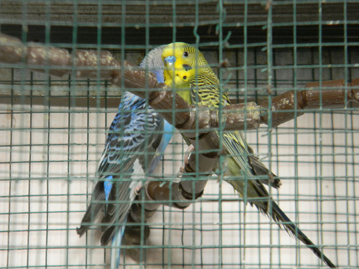 DSCN5456 - Crescatoria de papagali 2014