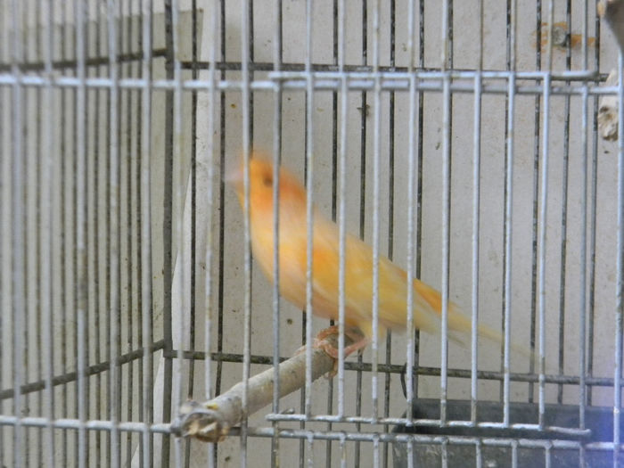 DSCN5461 - Crescatoria de papagali 2014