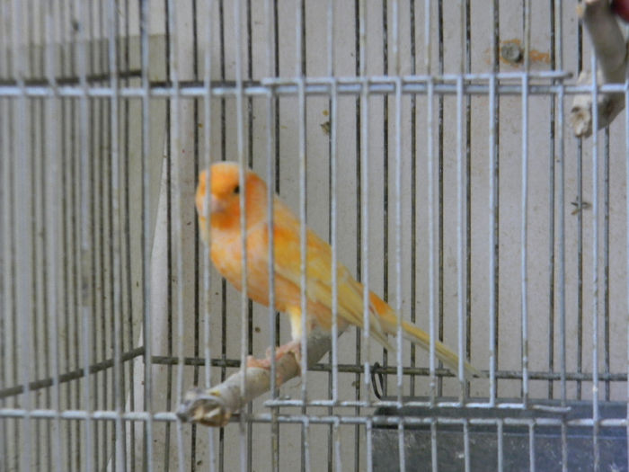 DSCN5462 - Crescatoria de papagali 2014