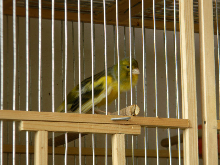 DSCN5463 - Crescatoria de papagali 2014