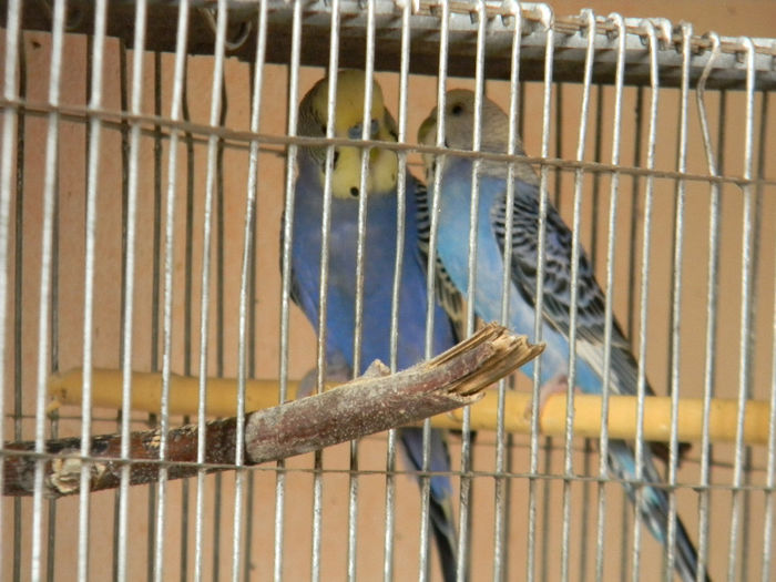 DSCN5465 - Crescatoria de papagali 2014