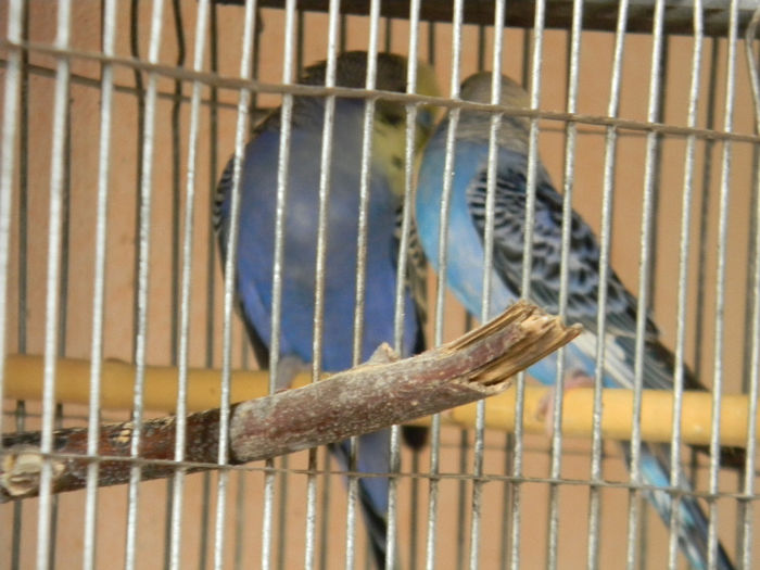 DSCN5466 - Crescatoria de papagali 2014