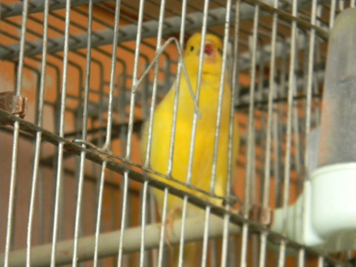 DSCN5467 - Crescatoria de papagali 2014