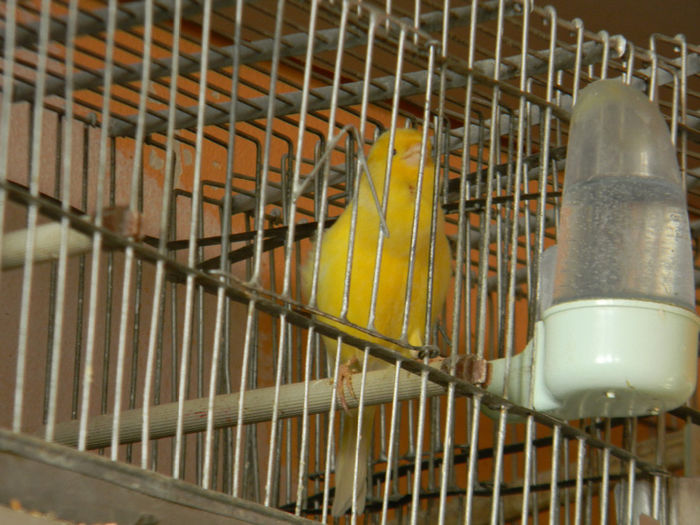 DSCN5470 - Crescatoria de papagali 2014