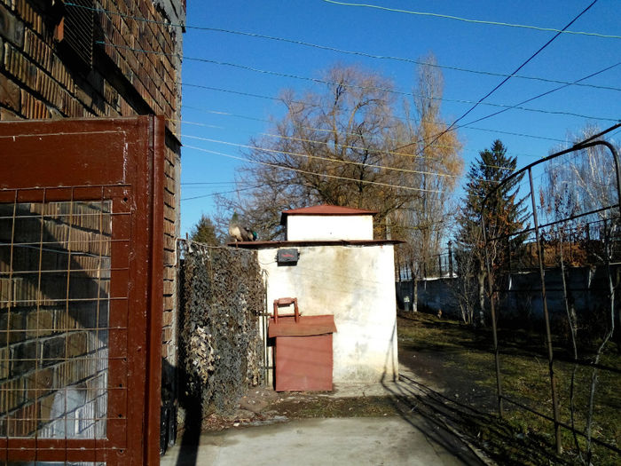 POZE 2013 - PAUNI ALBASTRI COMUNI