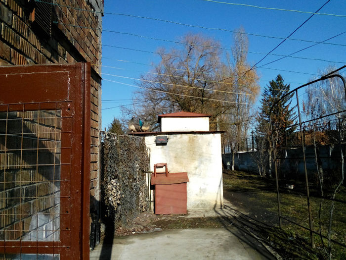 POZE 2013 - PAUNI ALBASTRI COMUNI