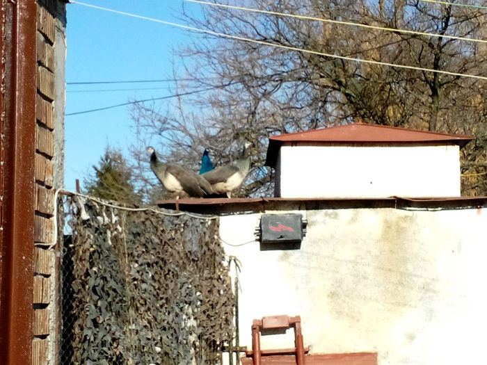 POZE 2013 - PAUNI ALBASTRI COMUNI