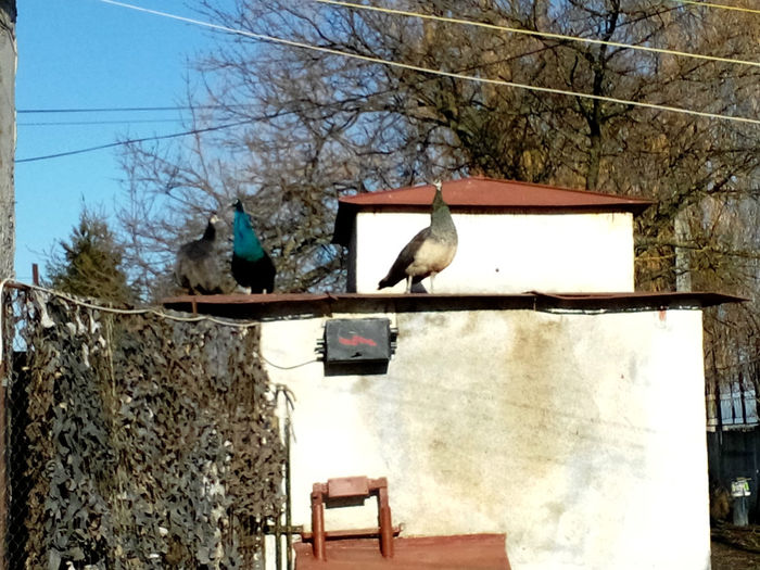 POZE 2013 - PAUNI ALBASTRI COMUNI