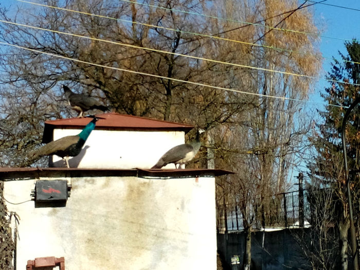 POZE 2013 - PAUNI ALBASTRI COMUNI