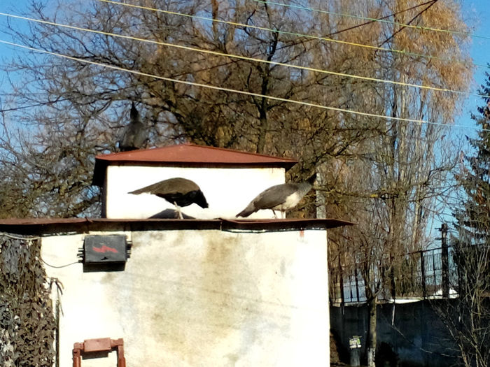 POZE 2013 - PAUNI ALBASTRI COMUNI