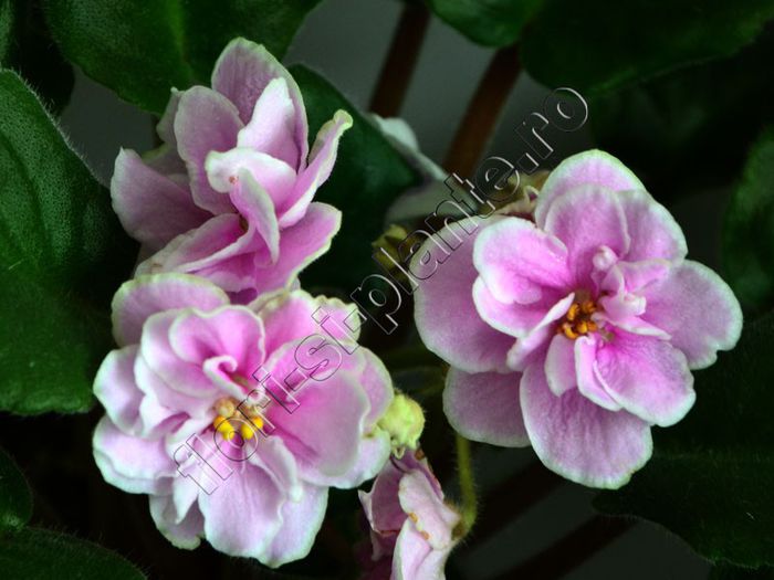 Saintpaulia EK-Lubasha - VIOLETE AFRICANE - Saintpaulia - II