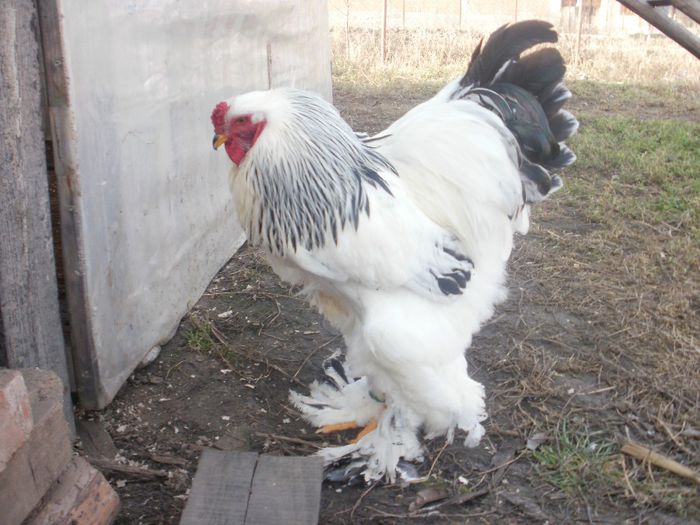 cocos 2 vandut -Serban Ioan