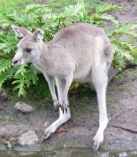 225px-Kangaroo1 - Canguri