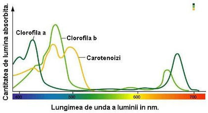 spectru_fotosinteza; Spectru lumina absortie la fotosinteza plante.
