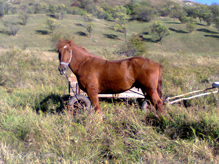 Cal in 2012 - Animale din gospodarie
