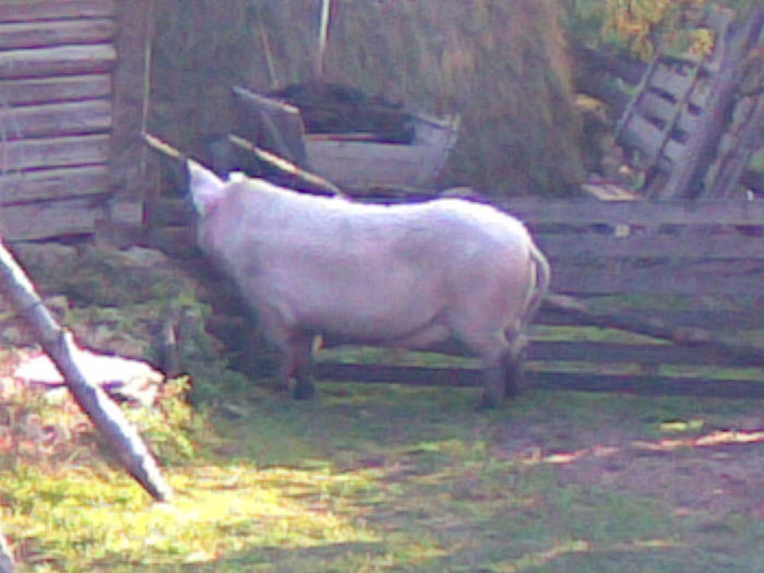 Porc de craciun 2012 - Animale din gospodarie