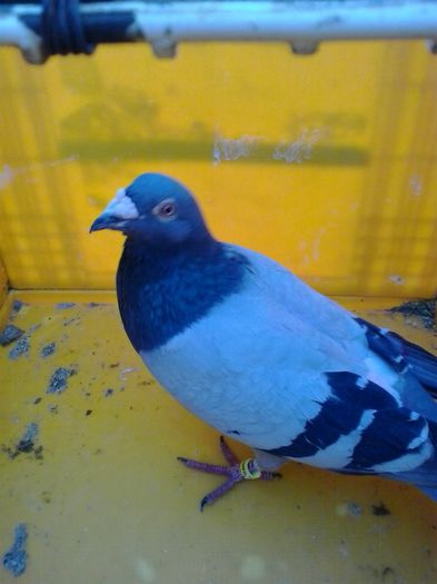 MASCUL 2011